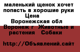 маленький щенок хочет попасть в хорошие руки › Цена ­ 500 - Воронежская обл., Воронеж г. Животные и растения » Собаки   